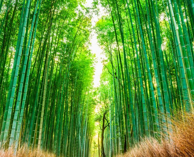 Bamboo Forest Background