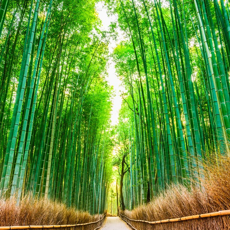 Bamboo Forest Background