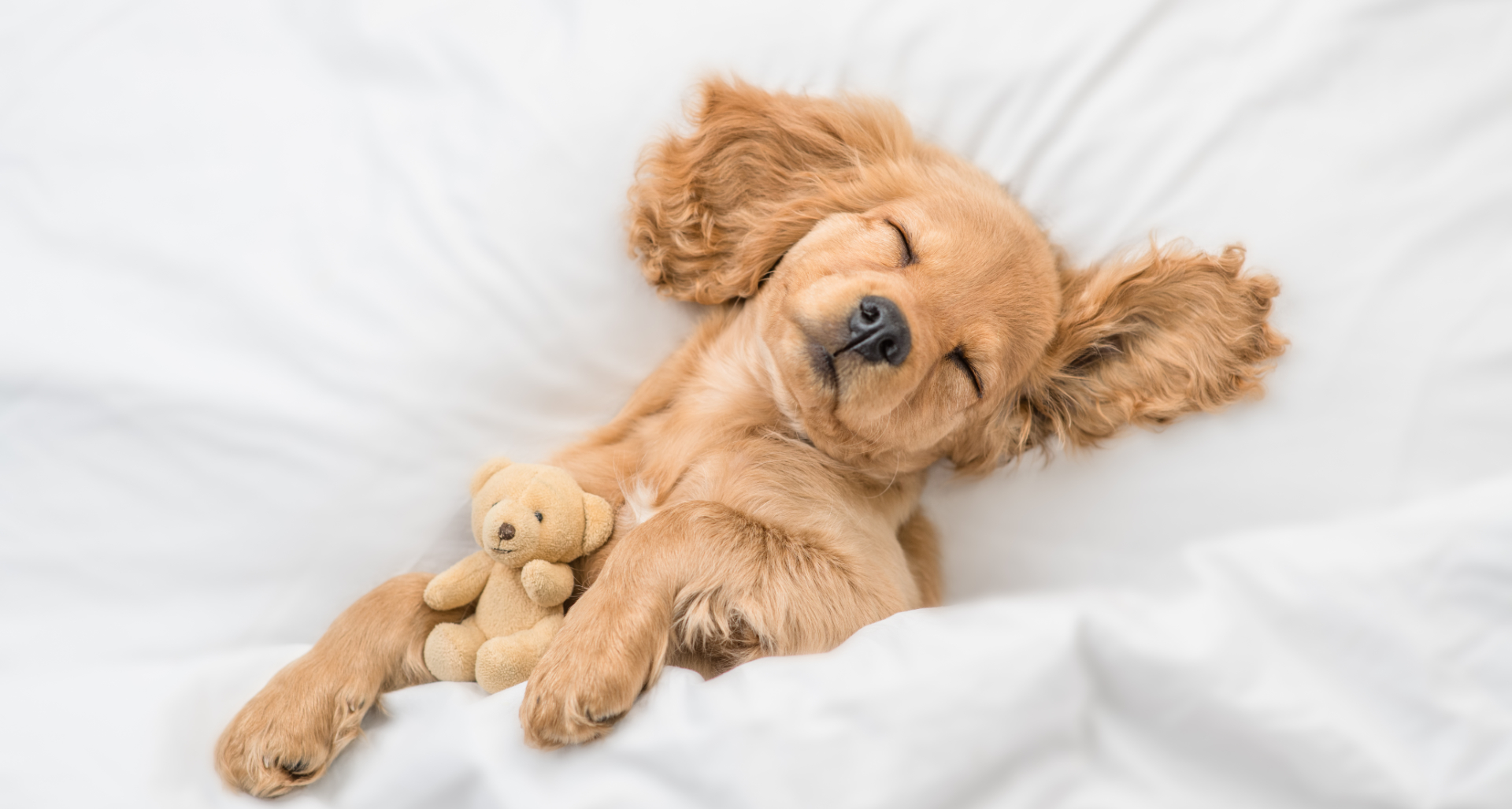 Dog that sleeps on the bed