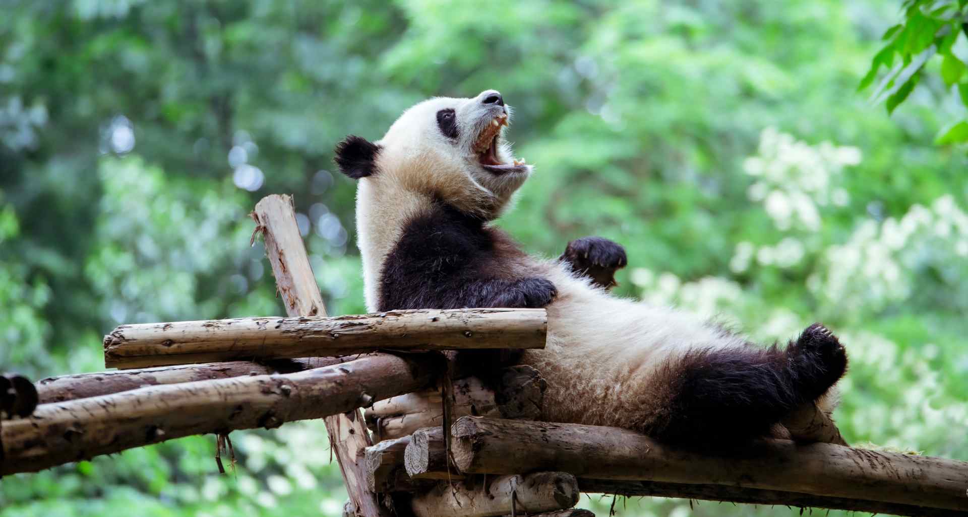 Panda in the tree